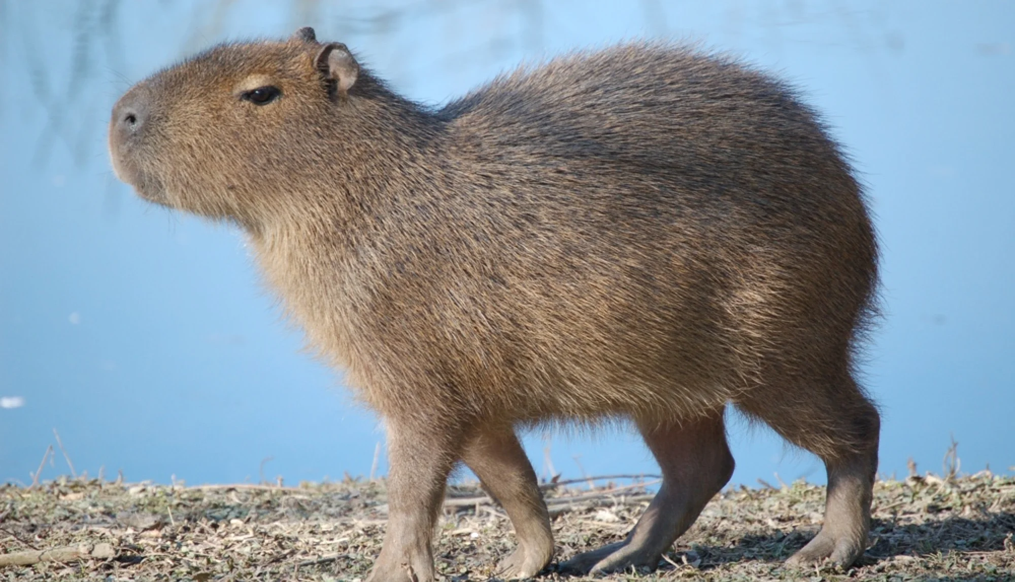 Capybara